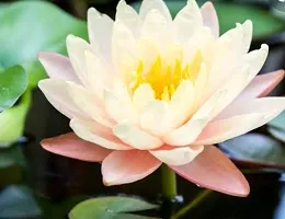 Natural Lotus Plant-thumb1