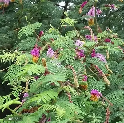 Natural Shamijand Plant-thumb0