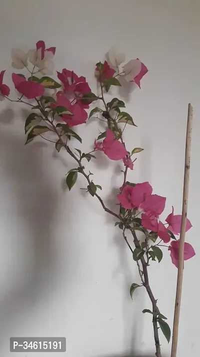 Natural Bougainvillea Plant-thumb2