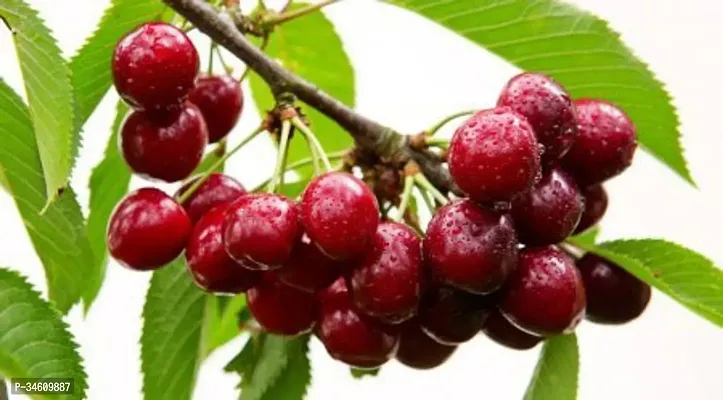 Natural Cherry Fruit Plant-thumb0