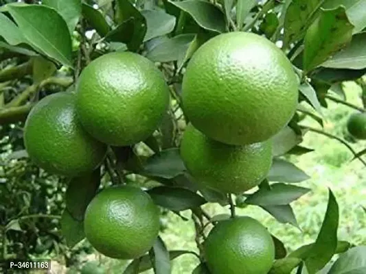 Natural Lemon Plant-thumb2