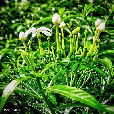 Natural Jasmine Plant-thumb0