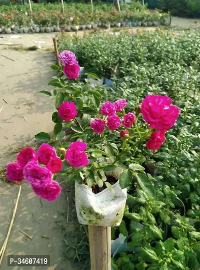 Natural Rose Plant-thumb2