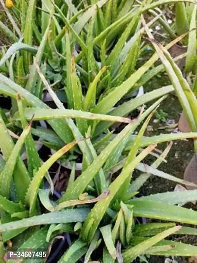 Natural Aloe Vera Plant-thumb3