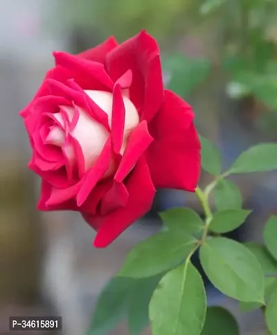 Natural Rose Plant-thumb0