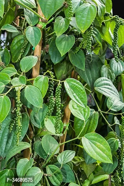 Natural Black Pepper Plant-thumb0