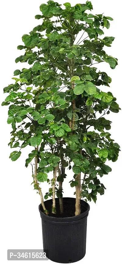 Natural Aralia Plant-thumb0