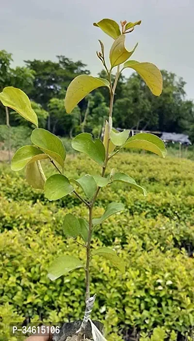 Natural Ber Apple Plant-thumb0