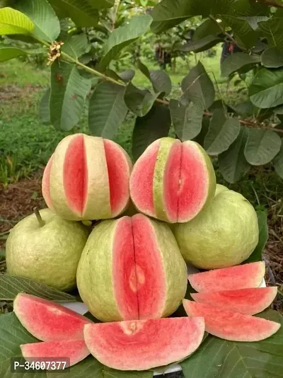 Natural Guava Plant-thumb2