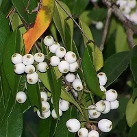 Natural Cats Claw Plant-thumb1