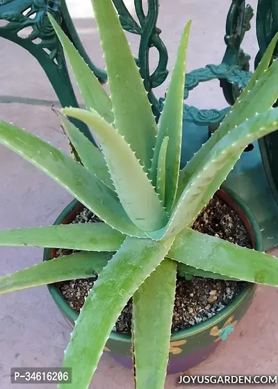 Natural Aloe Vera Plant-thumb0