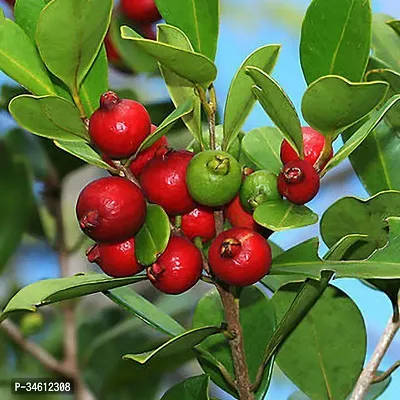 Natural Guava Plant-thumb0