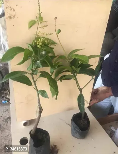 Natural Mango Plant-thumb2