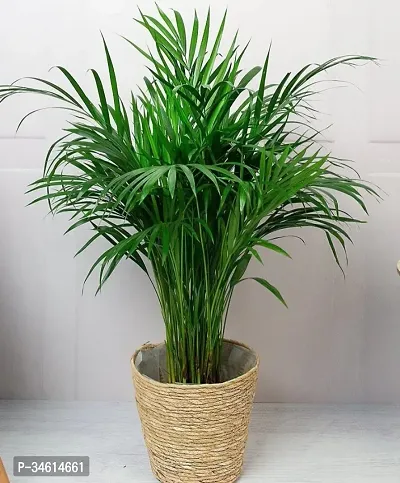 Natural Dragon Tree Plant-thumb0