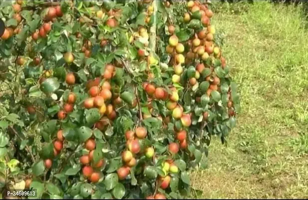 Natural Ber Apple Plant-thumb0