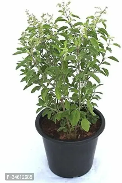 Natural Tulsi Plant-thumb0