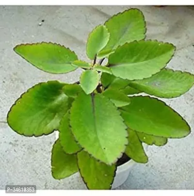 Natural Bryophyllum Pinnatumpatharchatta Plant-thumb0