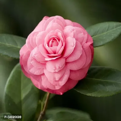 Natural Rose Plant-thumb0