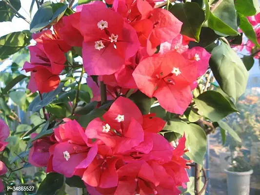 Natural Bougainvillea Plant-thumb2