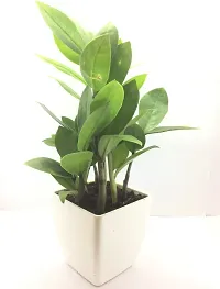 Natural Zz Plant-thumb1