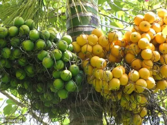 Natural Betel Nutsupari Plant-thumb0