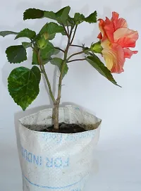 Natural Hibiscus Plant-thumb1