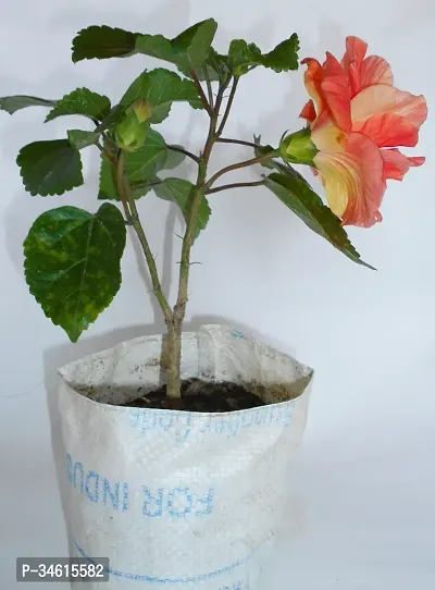 Natural Hibiscus Plant-thumb2