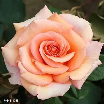 Natural Rose Plant-thumb0