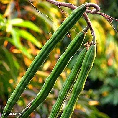 Natural Drumstick Tree Plant-thumb2