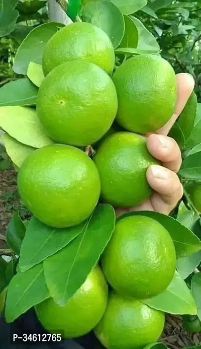 Natural Lemon Plant-thumb0