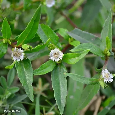 Natural Bhringraj Plant-thumb0