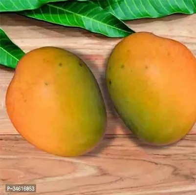 Natural Mango Plant-thumb0