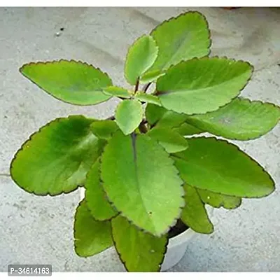 Natural Bryophyllum Pinnatumpatharchatta Plant-thumb2