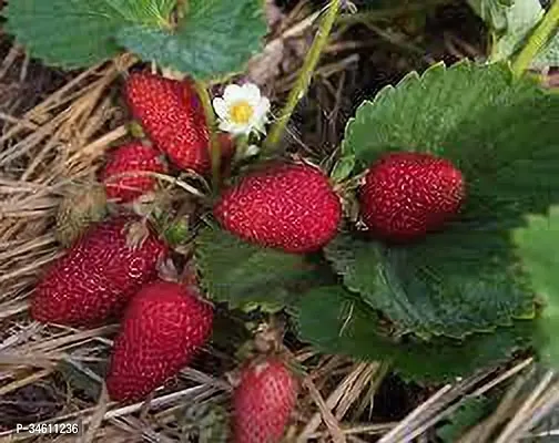 Natural Strawberry Plant-thumb0