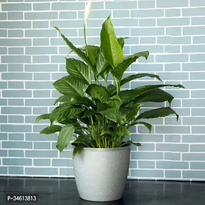 Natural Peace Lily Plant-thumb0