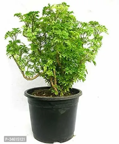 Natural Aralia Plant-thumb0