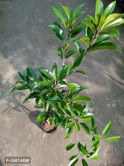 Natural Chiku Plant-thumb3