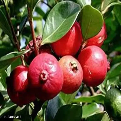 Natural Guava Plant-thumb0