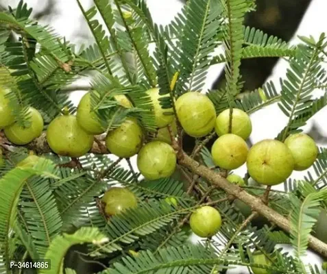 Natural Amla Plant-thumb0