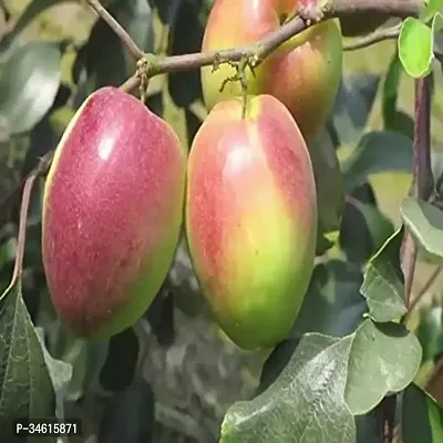 Natural Ber Apple Plant-thumb0