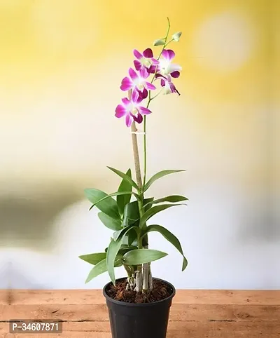 Natural Orchid Plant-thumb0