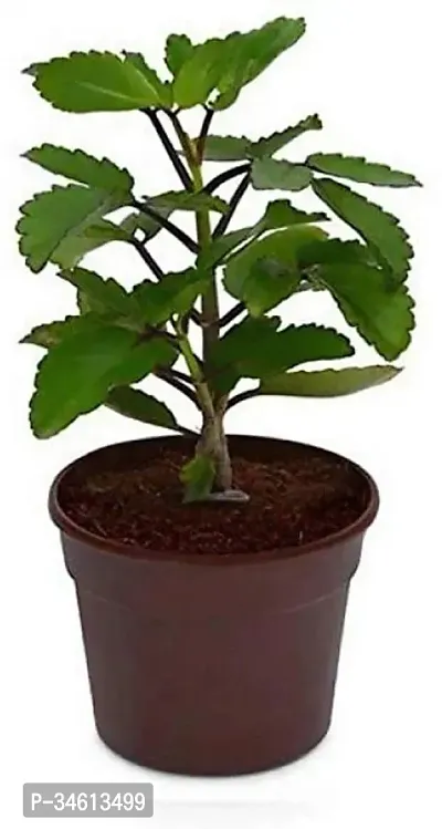 Natural Bryophyllum Pinnatumpatharchatta Plant-thumb0