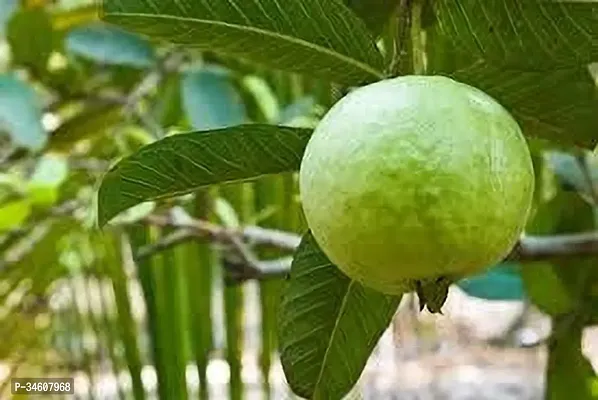 Natural Guava Plant-thumb0