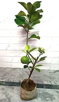 Natural Lemon Plant-thumb1