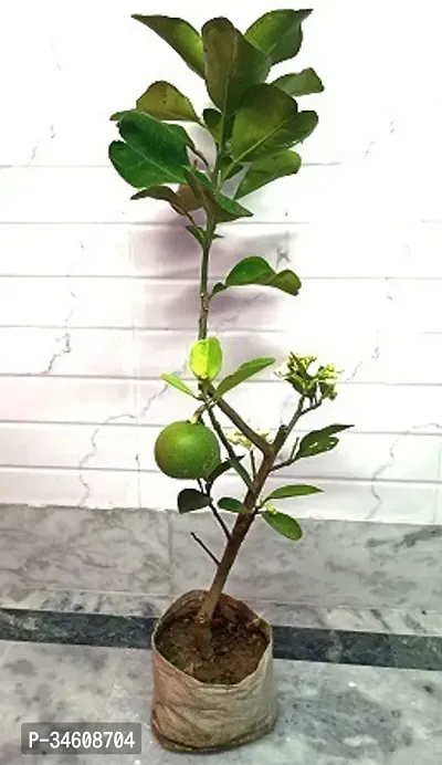 Natural Lemon Plant-thumb2