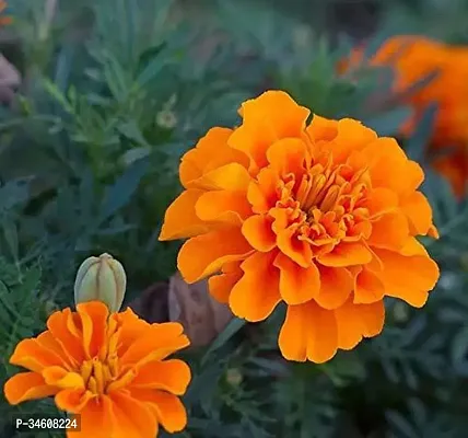 Natural Marigold Plant-thumb0