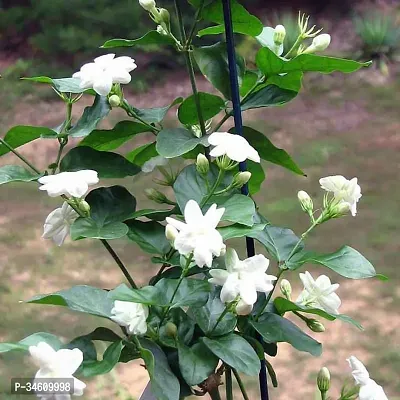 Natural Jasmine Plant-thumb0