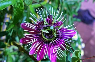 Natural Passion Plant-thumb1