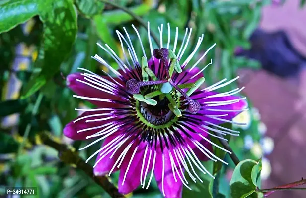 Natural Passion Plant-thumb2