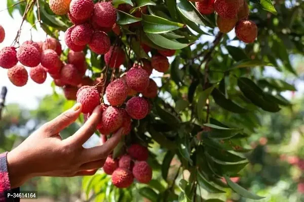 Natural Litchi Plant-thumb2